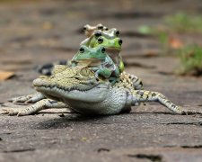 Крокодилы помогли палеонтологам обнаружить неизвестные виды животных: секрет в пищеварении