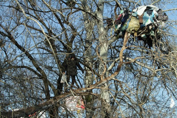 Киевский пенсионер устроил себе гнездо на дереве, потому что не мог оплатить коммуналку