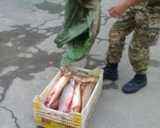 Браконьєри "наловили" на 750 тисяч гривень (фото, відео)