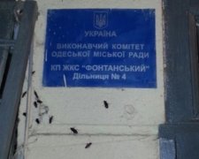 Одесу тероризують таргани-мутанти