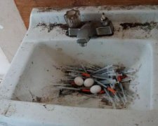 Голуб облаштував собі наркоманське гніздо