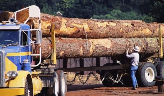 Президент запретил экспорт нашего леса