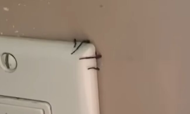 Скрін, відео Instagram