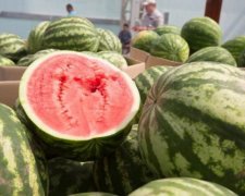 Самые сладкие арбузы Украины приплыли в Киев: фото