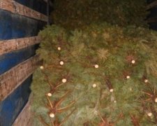 Пограничники задержали троих украинцев за кражу трехсот сосен