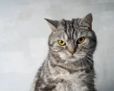 Недовольная кошка