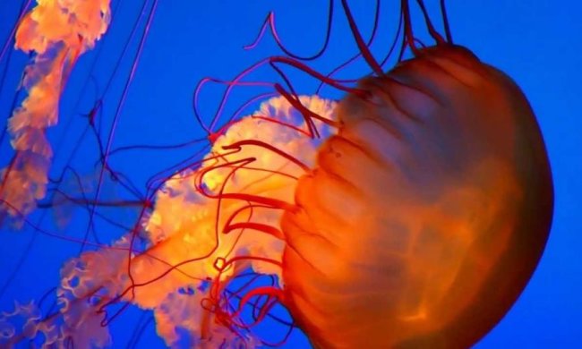 Ученые засняли, как жалят медузы (ВИДЕО)