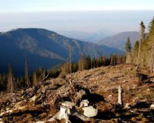 У мережі показали, куди зникає український ліс: епічне відео