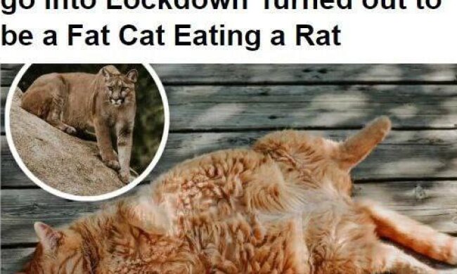 кіт пума, скрін з вільних джерел