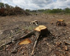 В Україні припинили вирубку лісів за крок до екологічної катастрофи: деталі