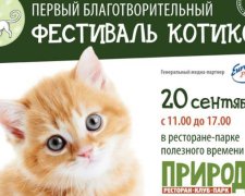 Завтра в Киеве пройдет благотворительный "Фестиваль котиков"