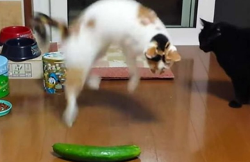 Кот и огурец, кадр из видео