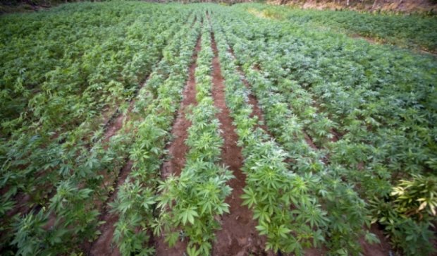 Колумбия готова частично легализовать марихуану