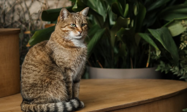 Котик, фото из соцсетей