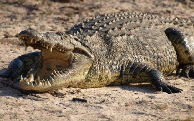 Дивись під ноги: крокодилам набридло жити в каналізації