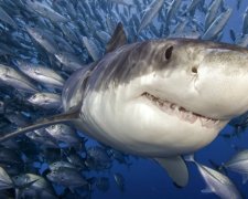 У морях і океанах закінчується риба