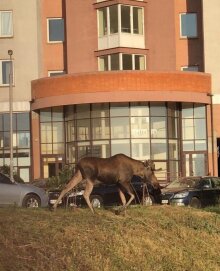 Лось в Киеве, скриншот