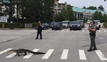 Американские  полицейские остановили движение авто ради аллигатора