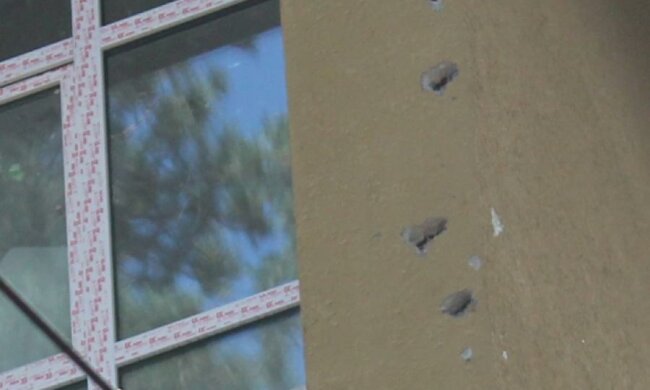 Жителей Ирпеня атаковали дятлы