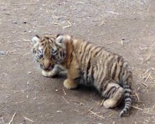 У пари амурських тигрів з Одеського зоопарку народилося дитинча, фото Facebook