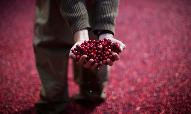 Натуральне знеболювальне: які ягоди допомагають від артриту