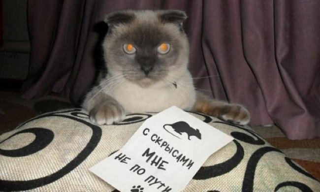 Кот создал демократическую партию