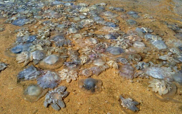 Медузи в Азовському морі, скріншот: YouTube