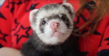 Домашній тхір, скріншот: Youtube