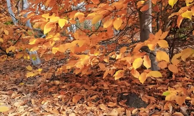 Опале листя, скріншот з відео
