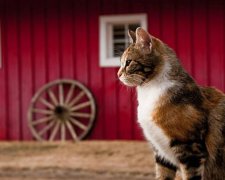 День Онуфрия Молчаливого 3 августа: история и традиции праздника