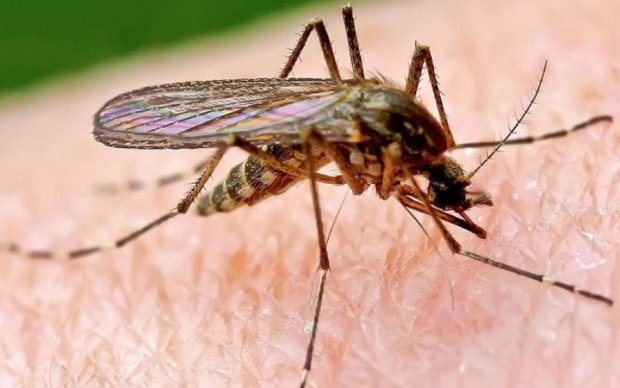 Смертоносные кровопийцы: ученые рассказали, на что способны укусы комаров