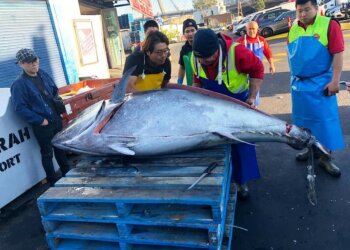 Величезний тунець, фото: Sydney Fish Market