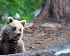 Ничего необычного: как медведь россиянке на огороде помогал