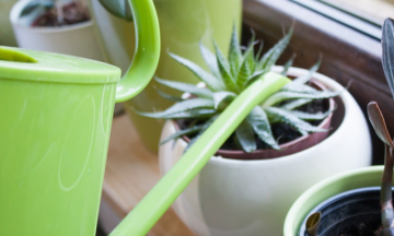 Алоэ вера, кадр из видео