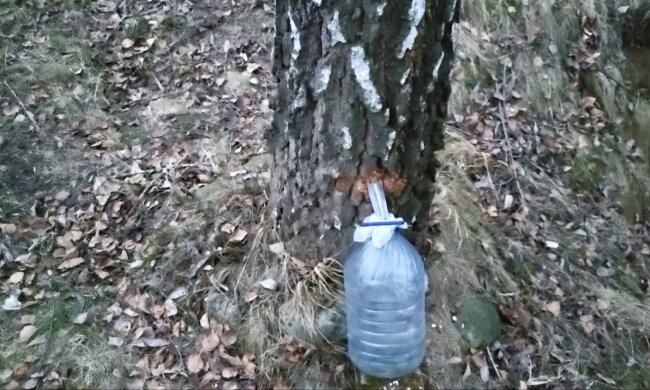 Березовий сік: фото скрін Ютуб