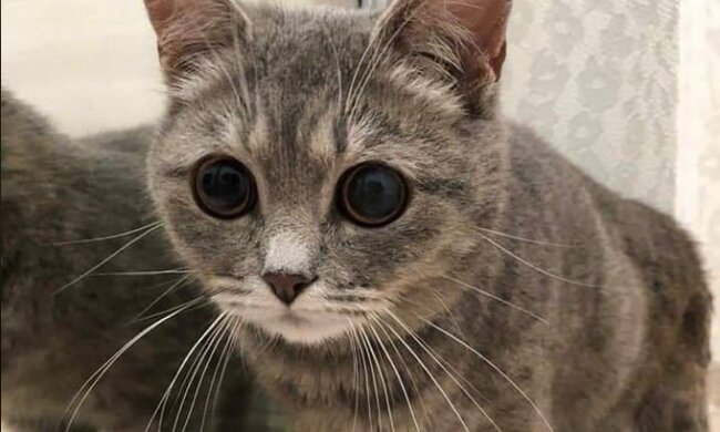 Хочет жить, но сам не выживет - особому котенку Зае ищут любящую семью