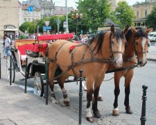 На вулиці Львова повернуть кінні екіпажі, трагедія з дитиною не навчила: "Не плутайтеся під копитами"