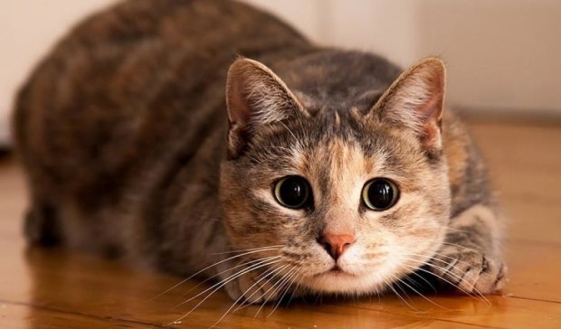 Милі вбивці: кішки винищили десятки видів