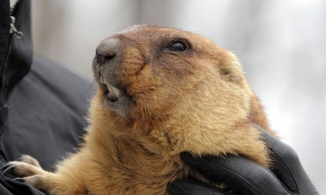 Бабак Тимко ІІІ. Фото: Харківський вимір