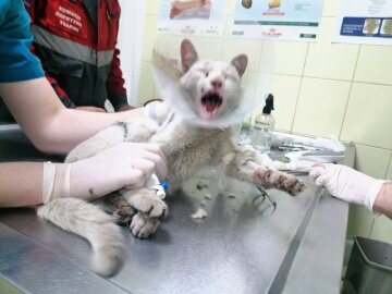 Фото: Kyiv Animal Rescue Group в соцмережі Facebook