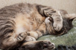 Котик, зображення з вільних джерел