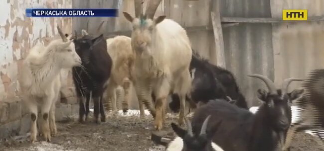 Украинец устроил козье гетто, бедняжки умирали десятками: "Хотел помочь"