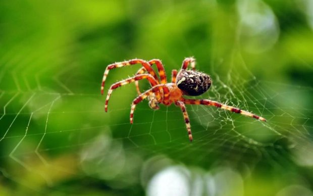 Вчені розгадали павукову таємницю