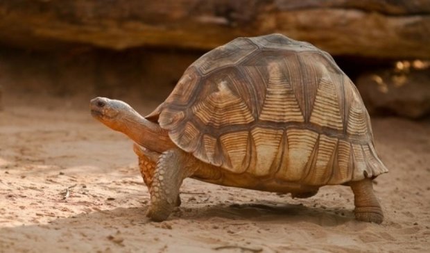 Як гігантські черепахи рятуються від спеки 