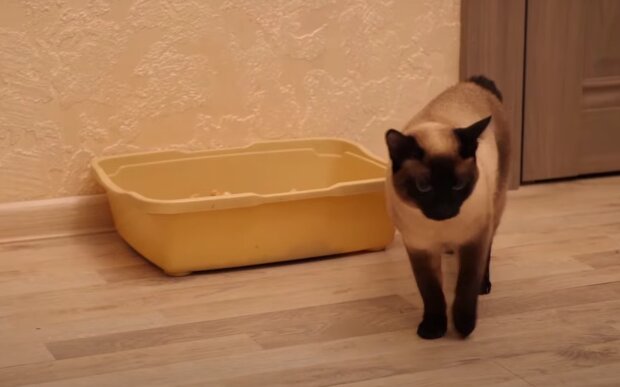 Как помыть кошачий туалет. Фото: скрин youtube