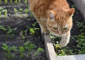 Кот на огороде, фото из свободных источников