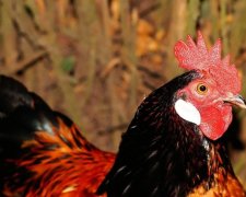 Німецькі копи "всиновили" курку-втікачку