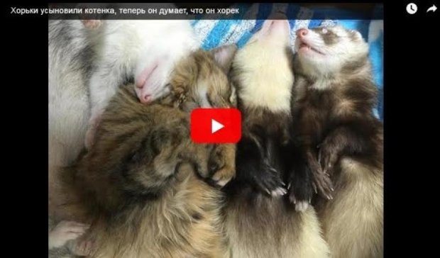 Семья котов усыновила хорька (видео)