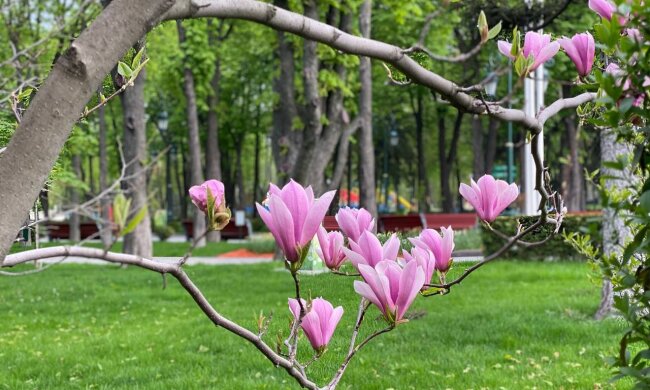 Погода у травні, фото: atn.ua