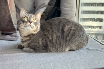 Котик, зображення: Знай.ua